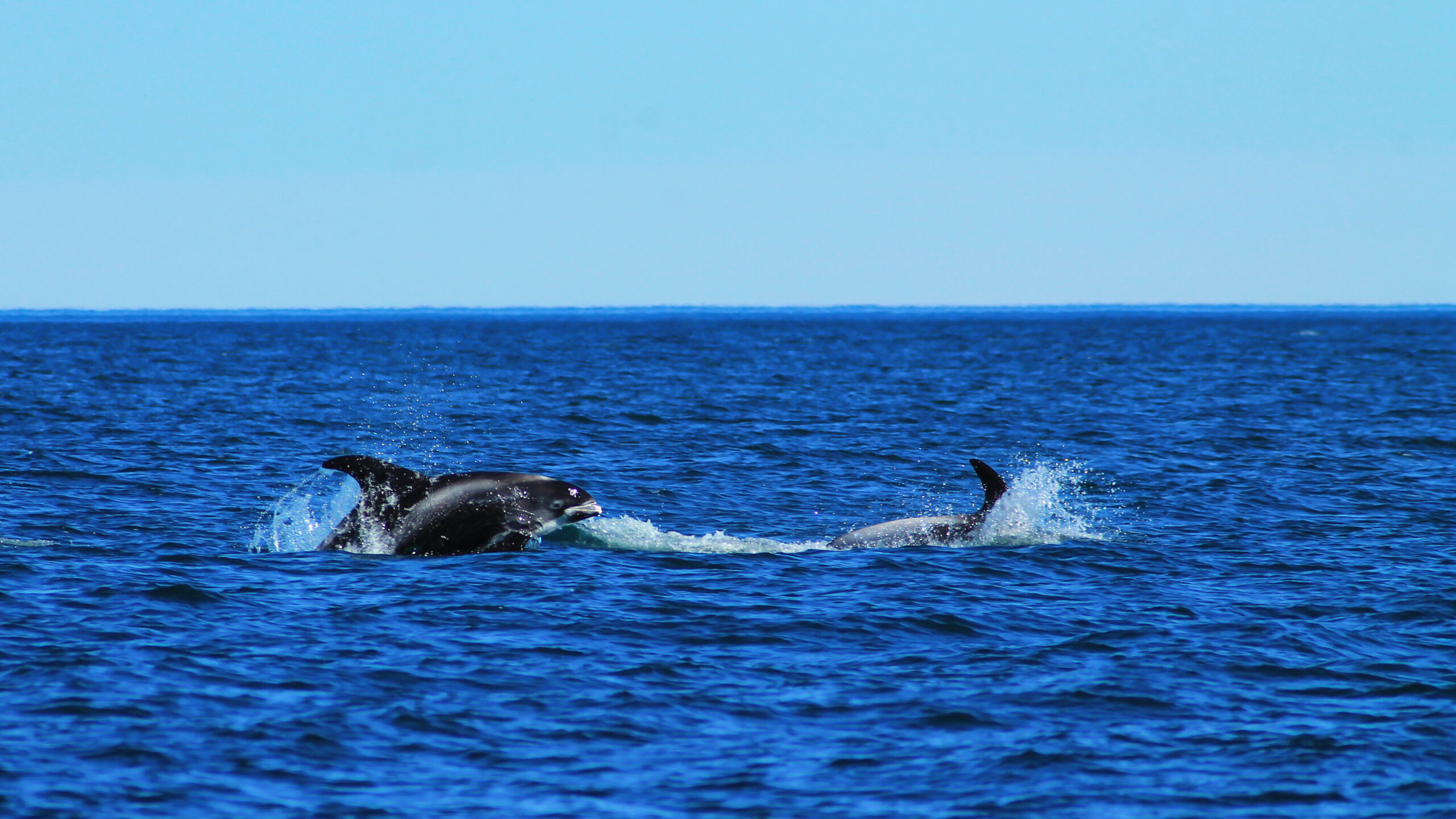 Dolphing jumping in the arctic ocean